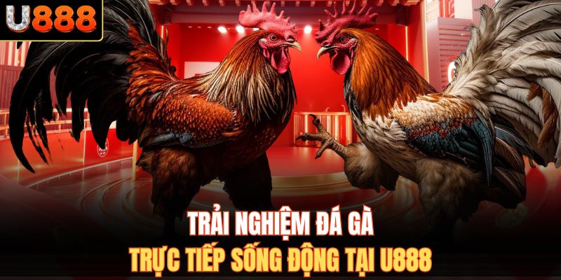 Trải nghiệm đá gà trực tiếp sống động tại U888