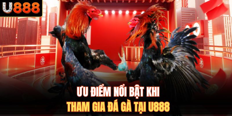 Ưu điểm nổi bật khi tham gia đá gà tại U888